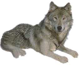 Visit My Wolf Page